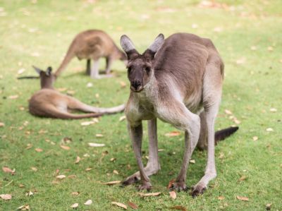 Visit Caversham Wildlife Park: Claim your Free Pass