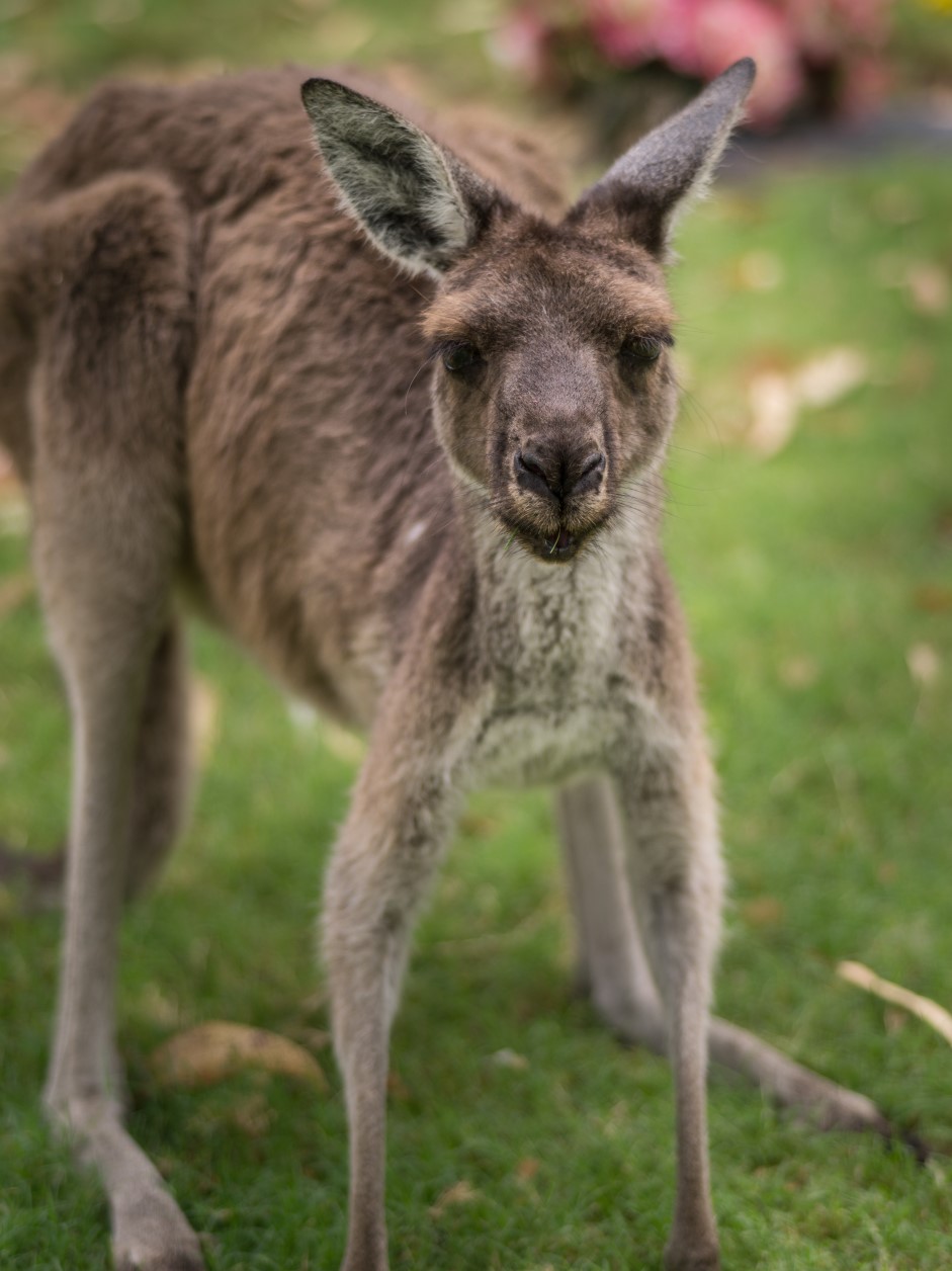 Portrait of Kangaroo at Caversham Wildlife Park